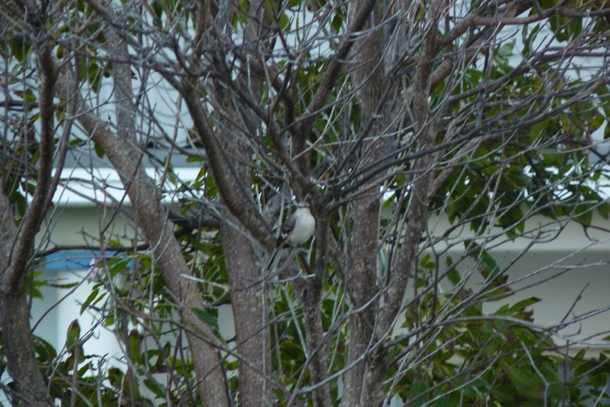 Northern Mockingbird - ML387797961