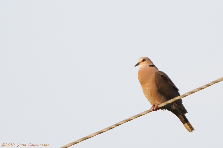 Red-eyed Dove - ML38779851