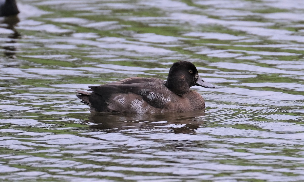 Greater Scaup - ML387798531
