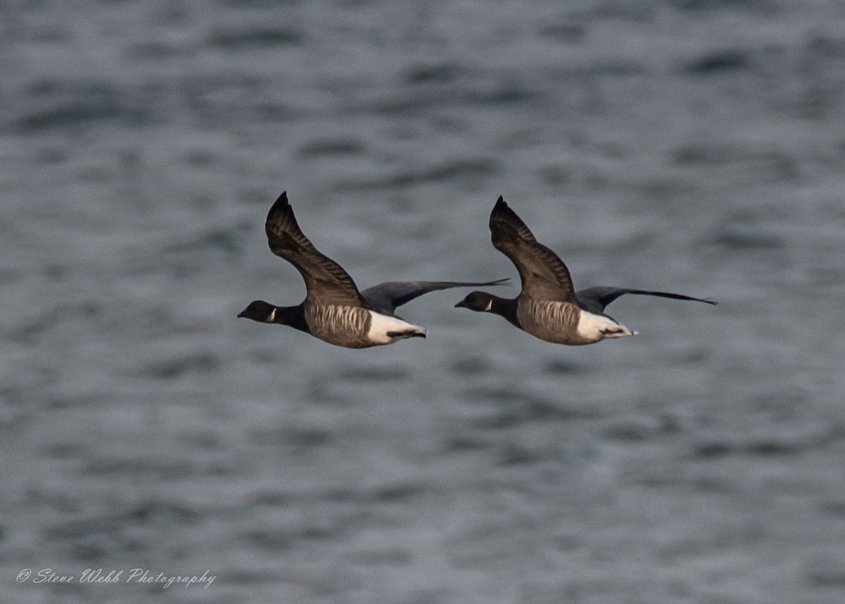 Brant - ML387798791