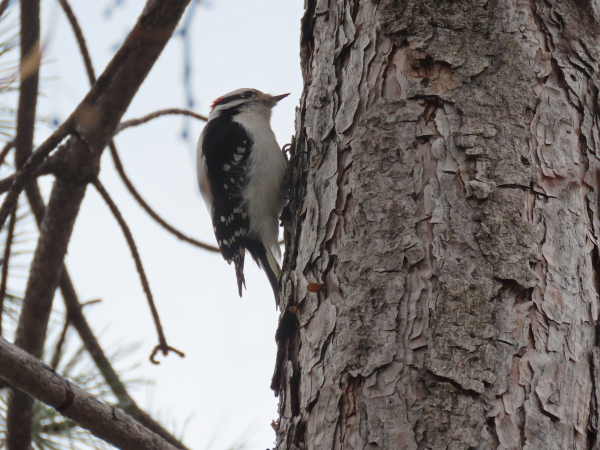 Downy Woodpecker - ML387798931