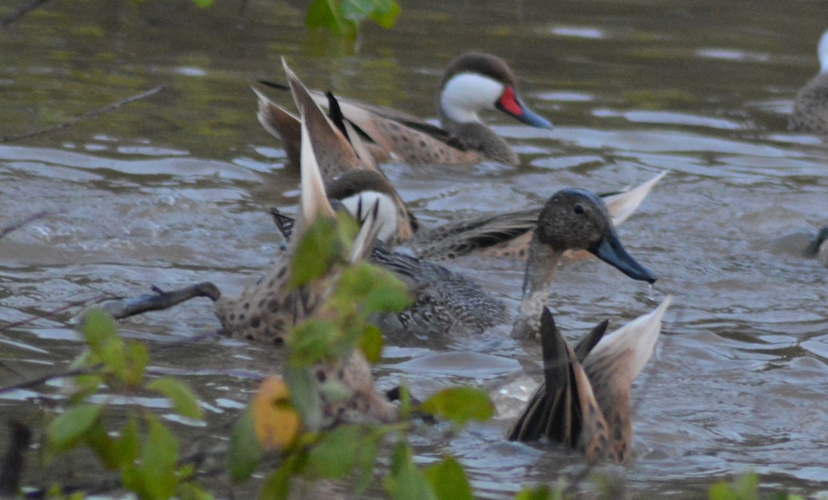 Northern Pintail - ML387799021