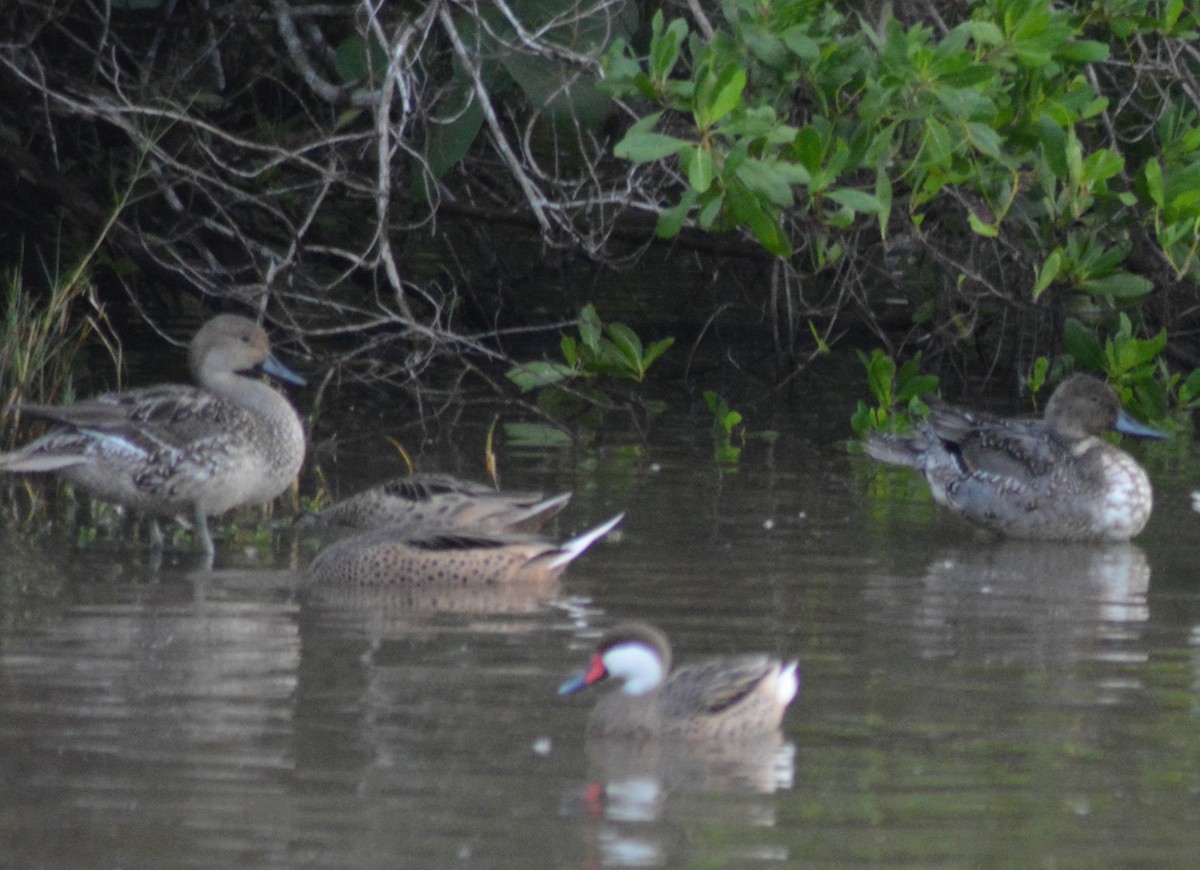 Northern Pintail - ML387799191