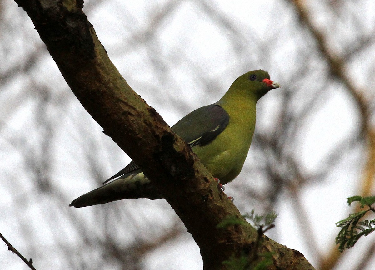 African Green-Pigeon - ML387799561