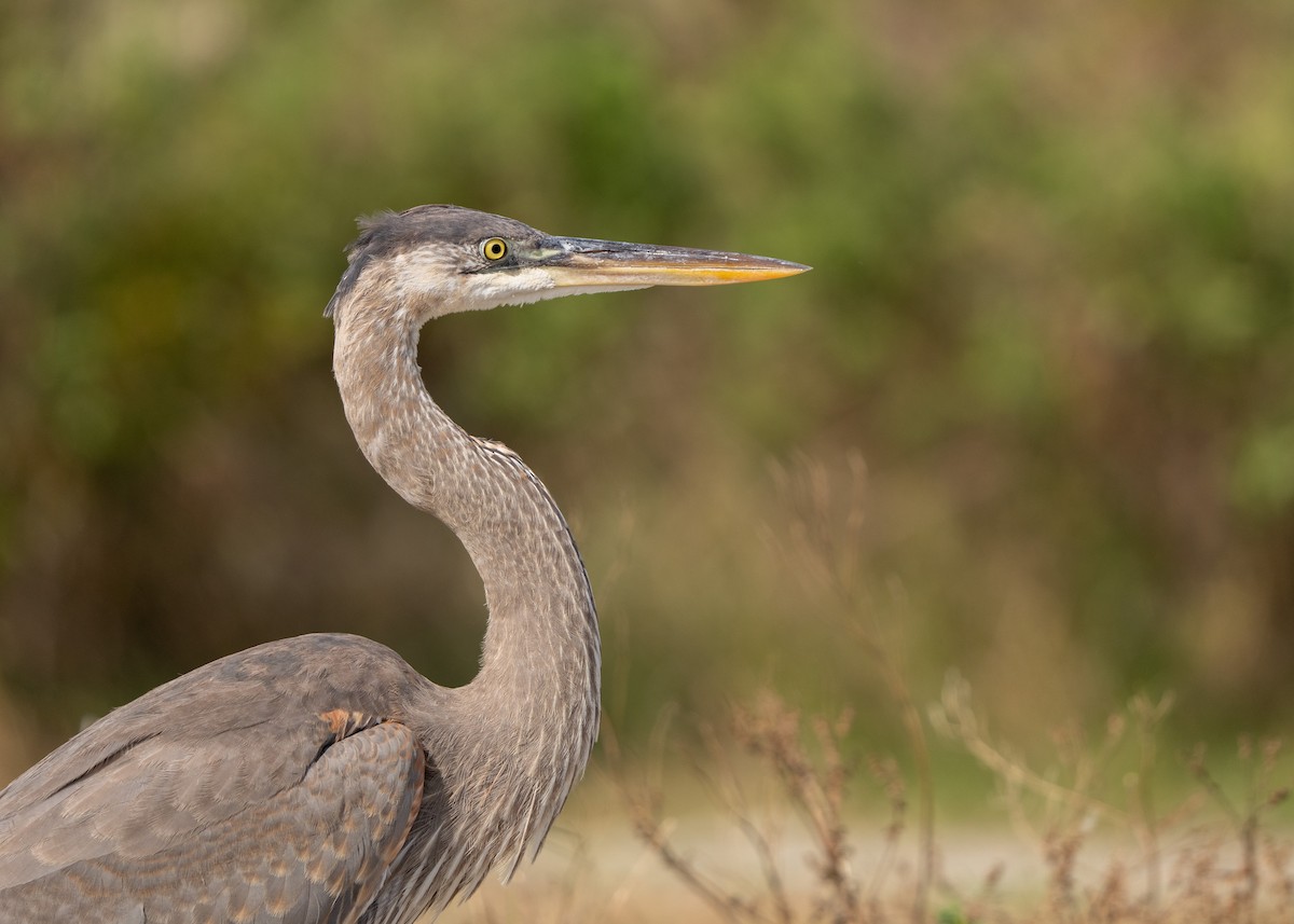 Great Blue Heron - ML387799641