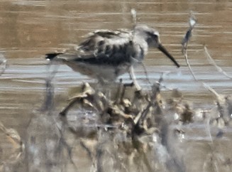 Stilt Sandpiper - Brooke Miller