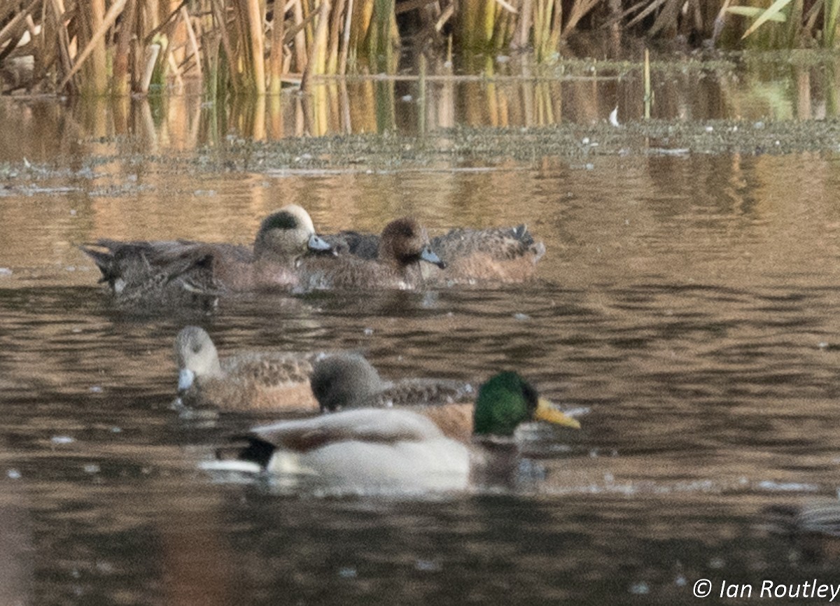 Eurasian Wigeon - Ian Routley