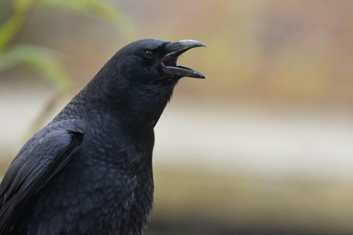 American Crow - Ronan Nicholson