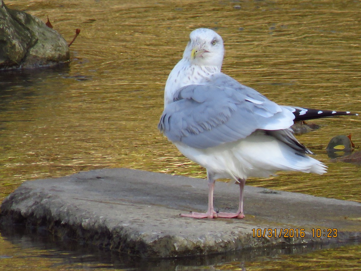 Gaviota Argéntea - ML38780591