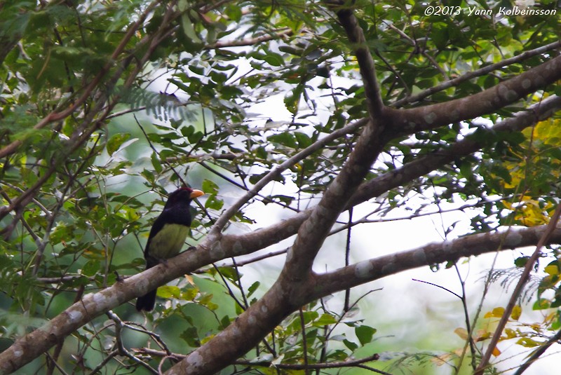 Yellow-billed Barbet - Yann Kolbeinsson