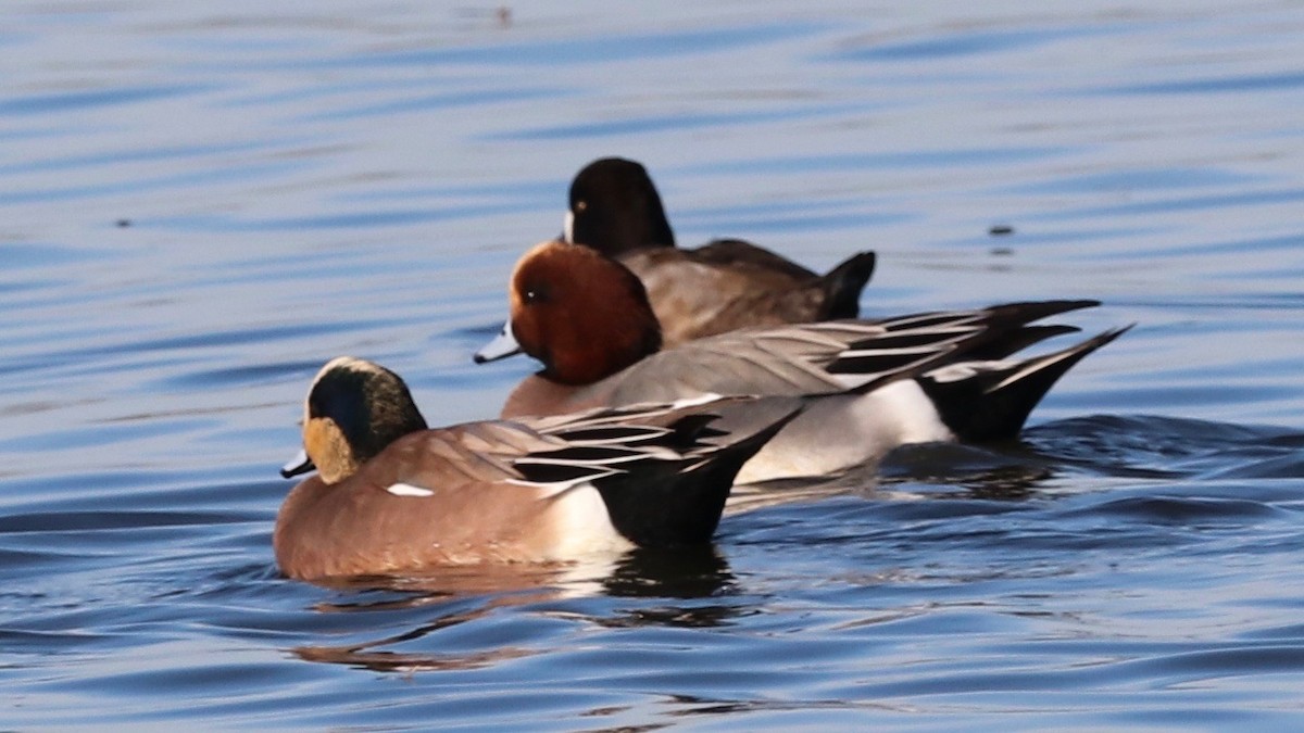 Canard d'Amérique - ML387807441