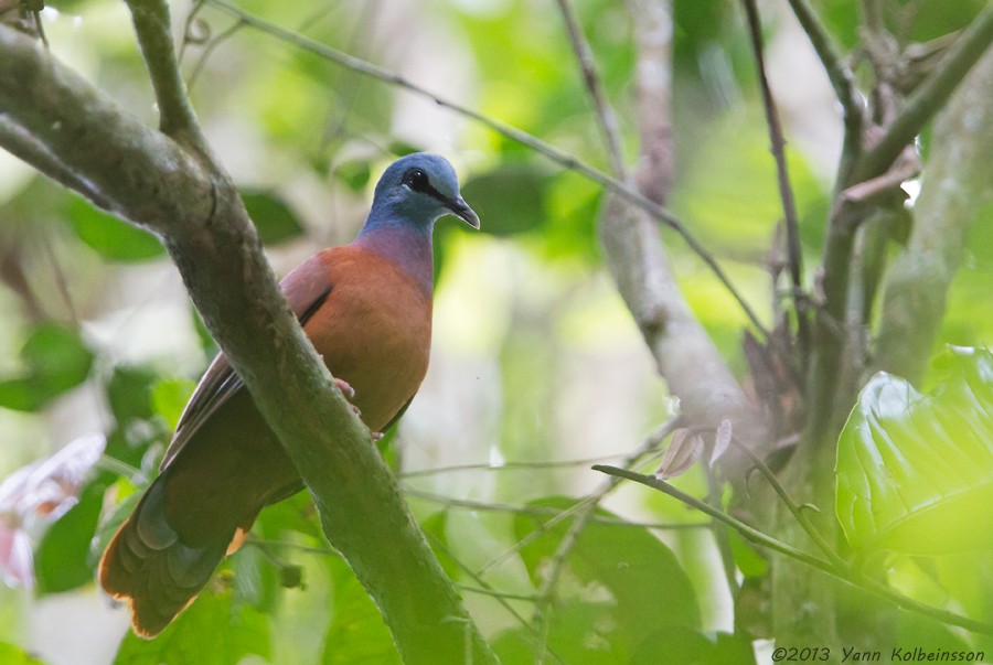 Blue-headed Wood-Dove - ML38780751