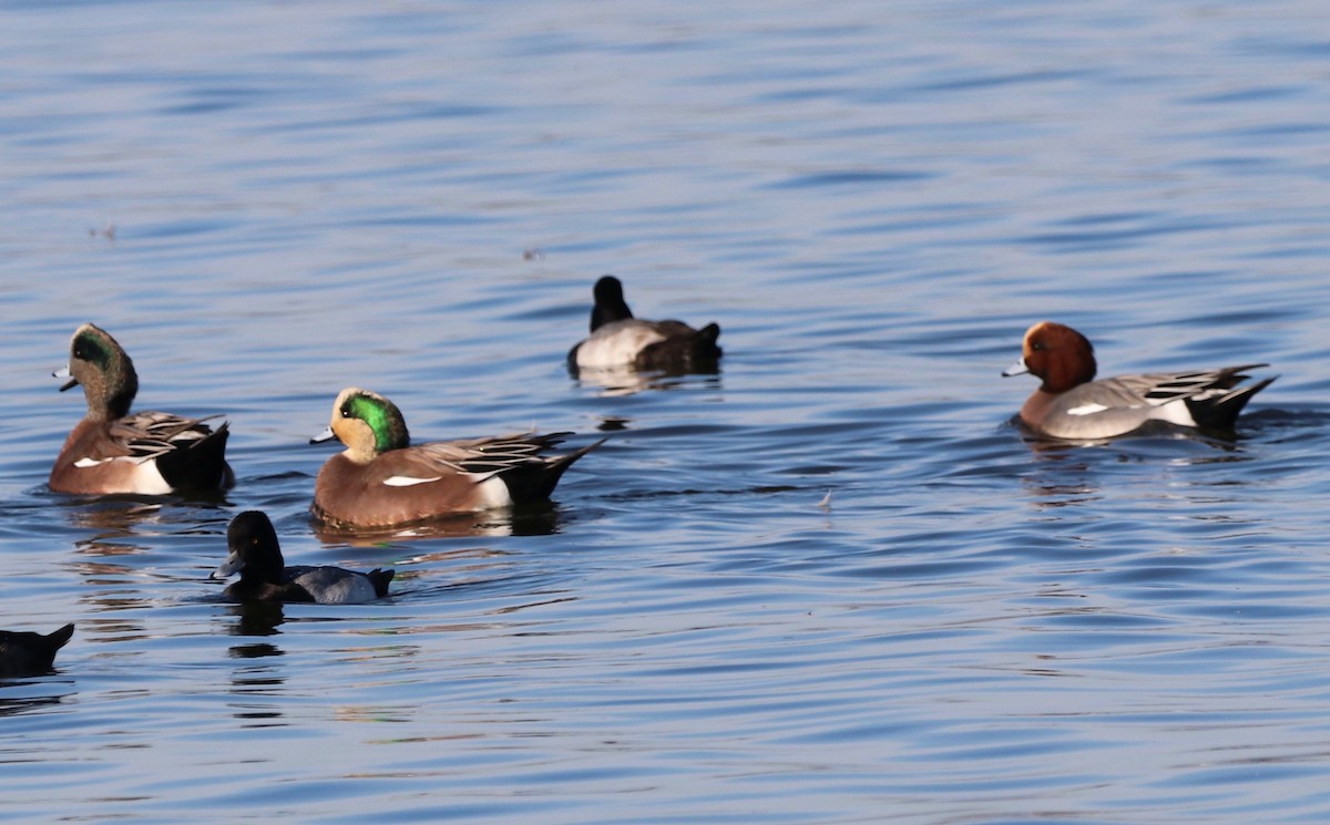 American Wigeon - ML387807541