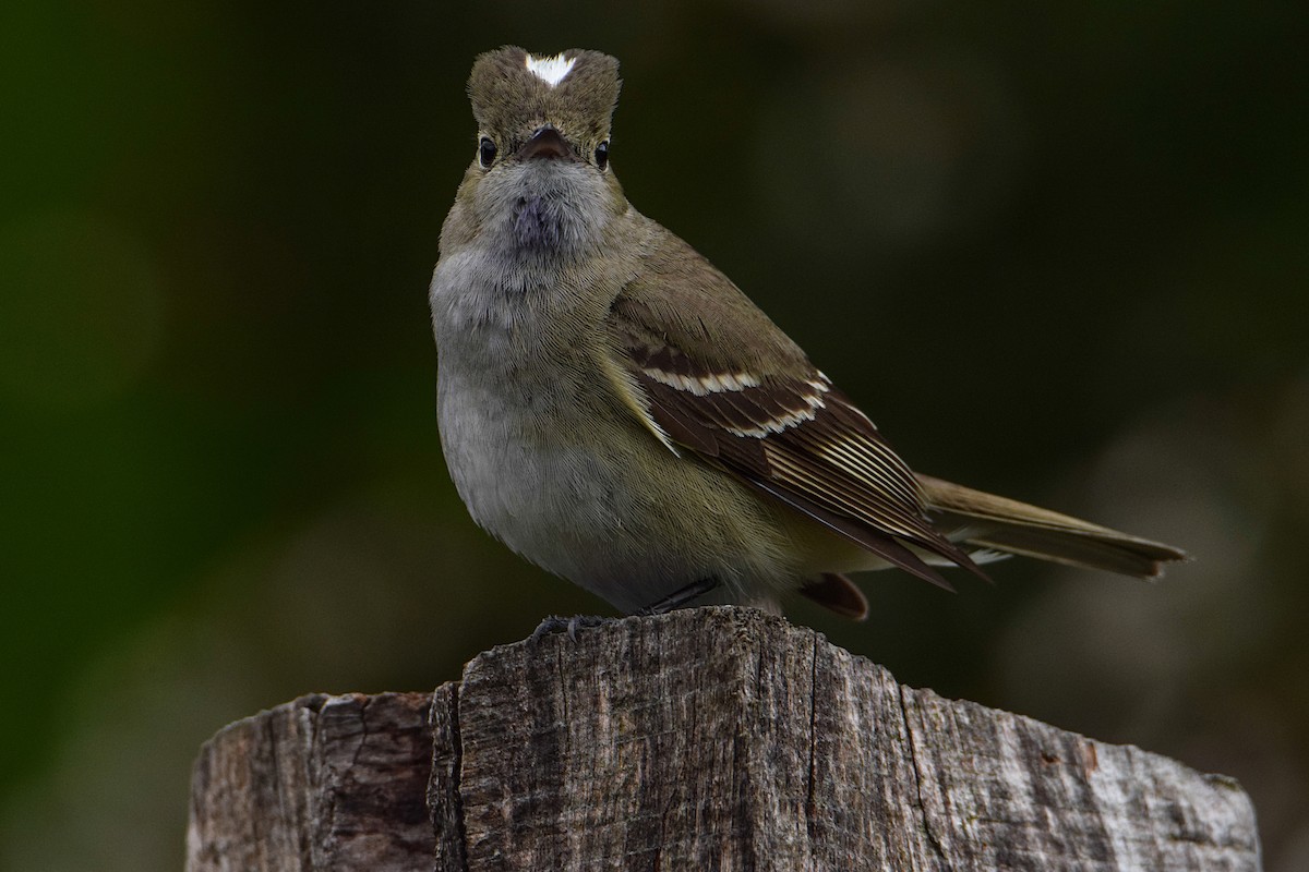 White-crested Elaenia - ML387808061