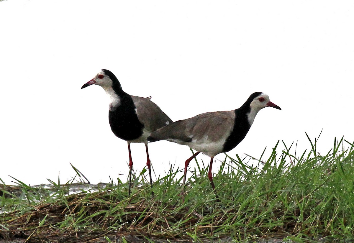 Long-toed Lapwing - ML387809191