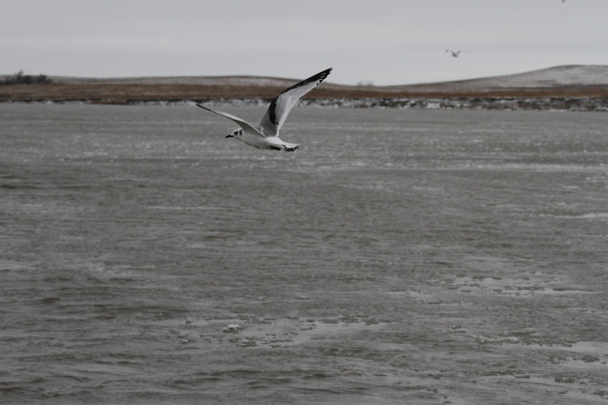 Gaviota Tridáctila - ML387809241