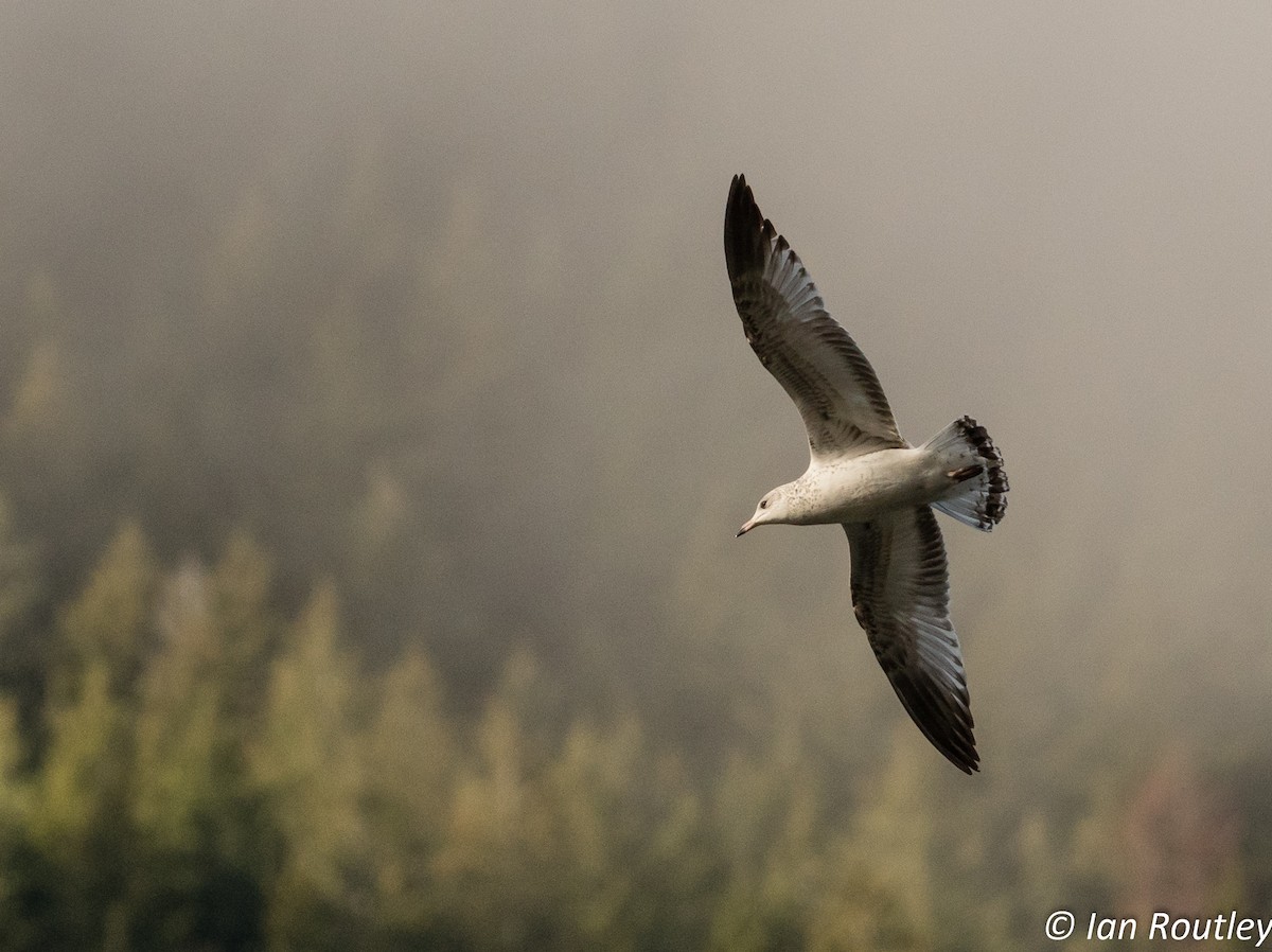 Ring-billed Gull - ML38781001