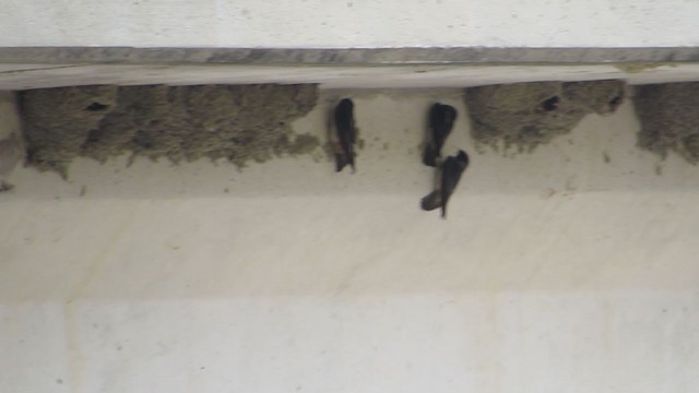 Cliff Swallow - ML387810501