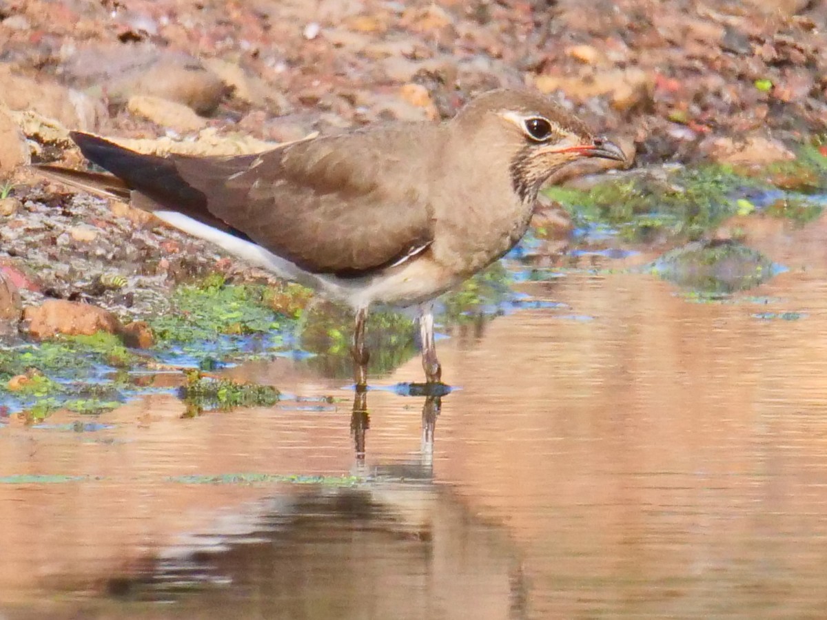 Oriental Pratincole - ML387810511