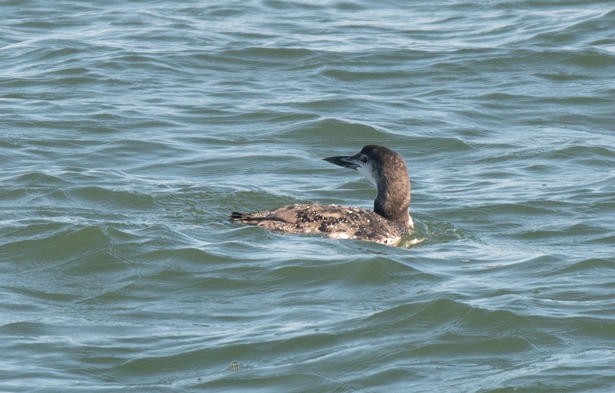 Common Loon - ML387811421