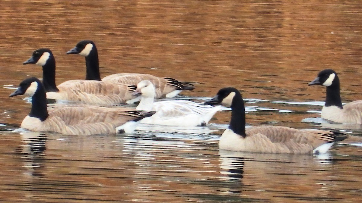 Snow Goose - ML387811711