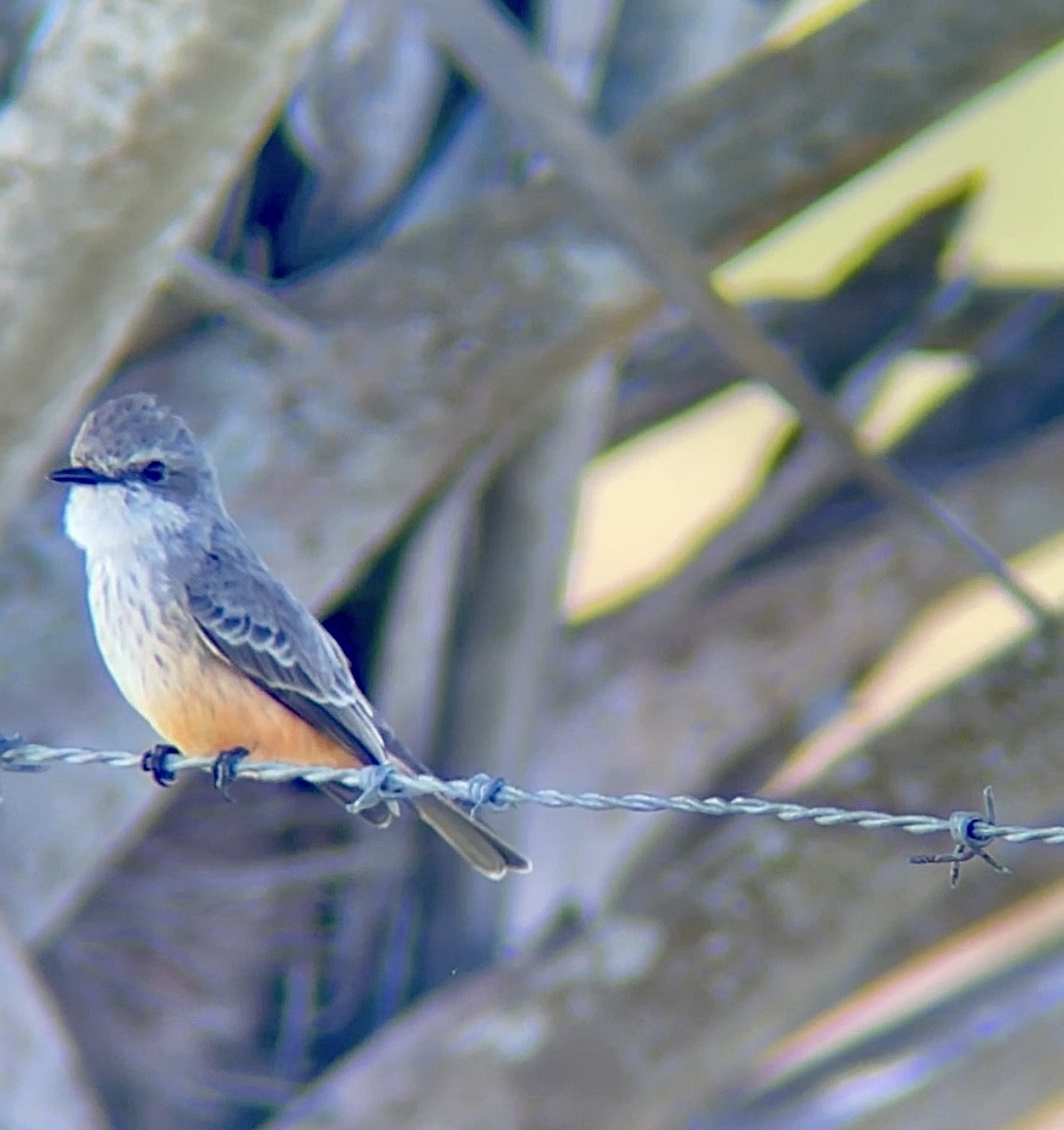 Vermilion Flycatcher - Eary Warren