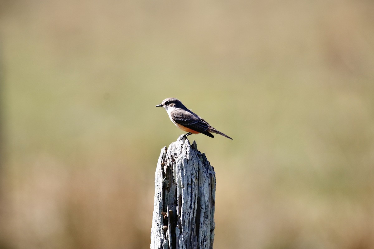 Vermilion Flycatcher - ML387811871