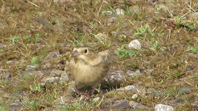 アカエリツメナガホオジロ - ML387812881