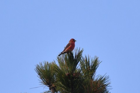 Red Crossbill - ML387813141