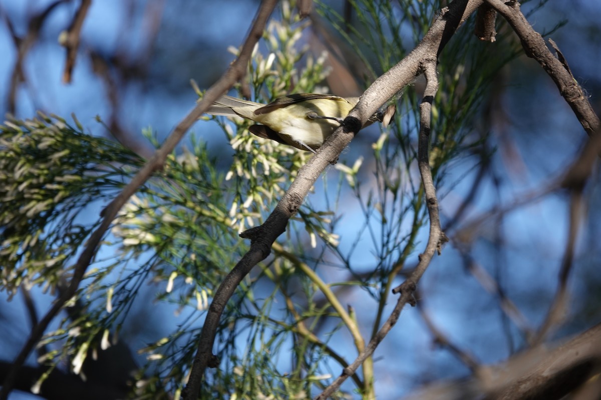 Cassin's Vireo - ML387813751