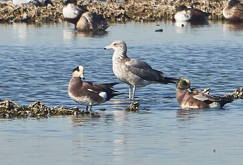 American Wigeon - ML387814011