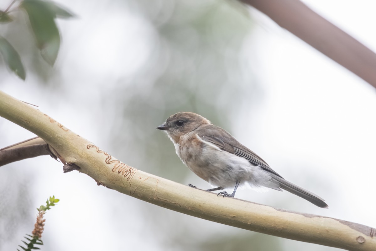 Golden Whistler - Pradeep Pandiyan