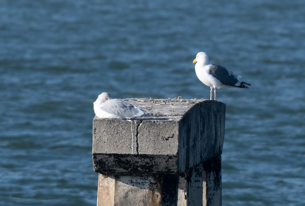 Glaucous-winged Gull - ML387814161