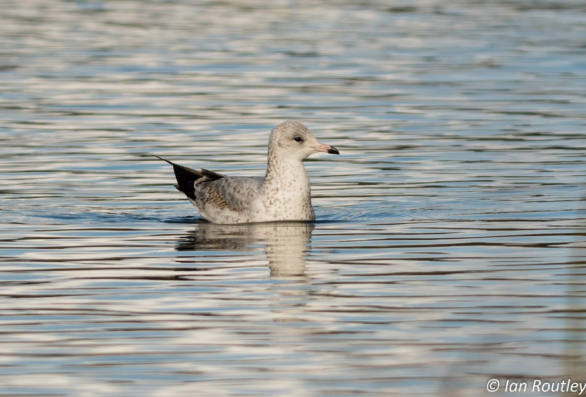 Ring-billed Gull - ML38781421