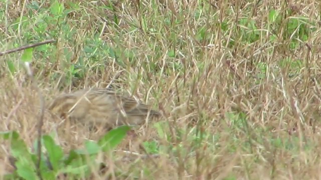 Chestnut-collared Longspur - ML387814931