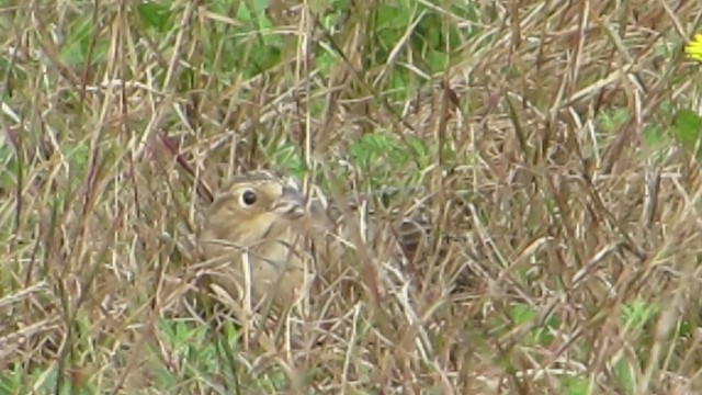 Chestnut-collared Longspur - ML387815071