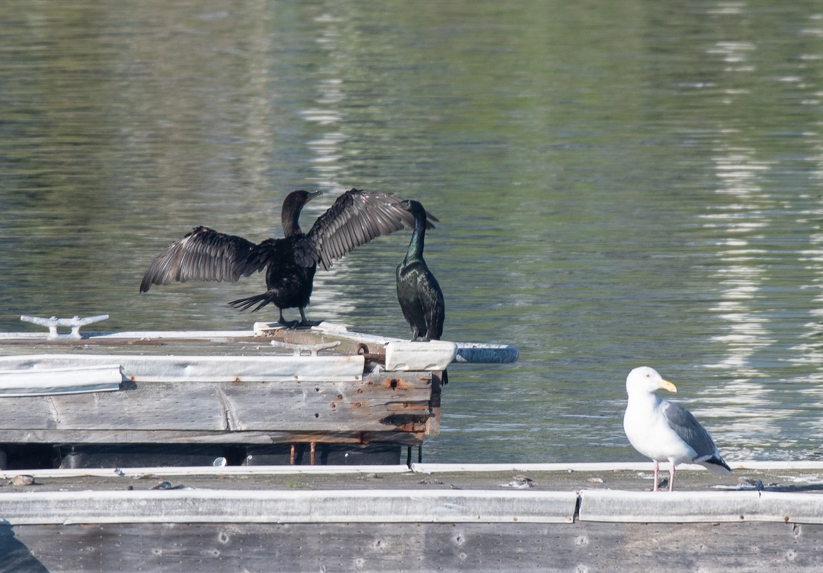 Pelagic Cormorant - ML387816131