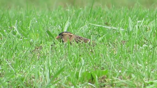Harris's Sparrow - ML387816171