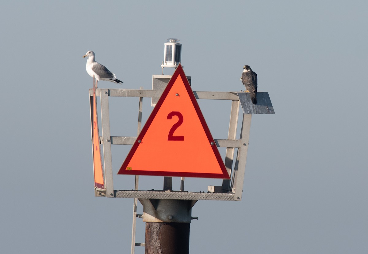 Peregrine Falcon - ML387816611