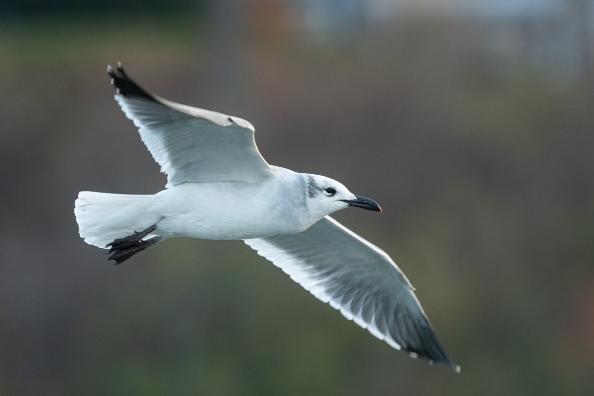 Laughing Gull - Ryan Griffiths