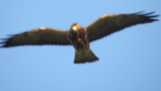 Swainson's Hawk - ML387817061