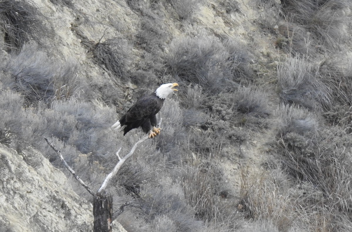 Bald Eagle - ML387817331