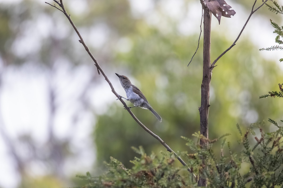 Gray Shrikethrush - ML387817781