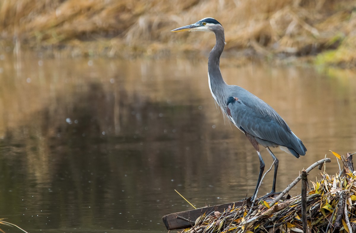 Garza Azulada - ML387818321