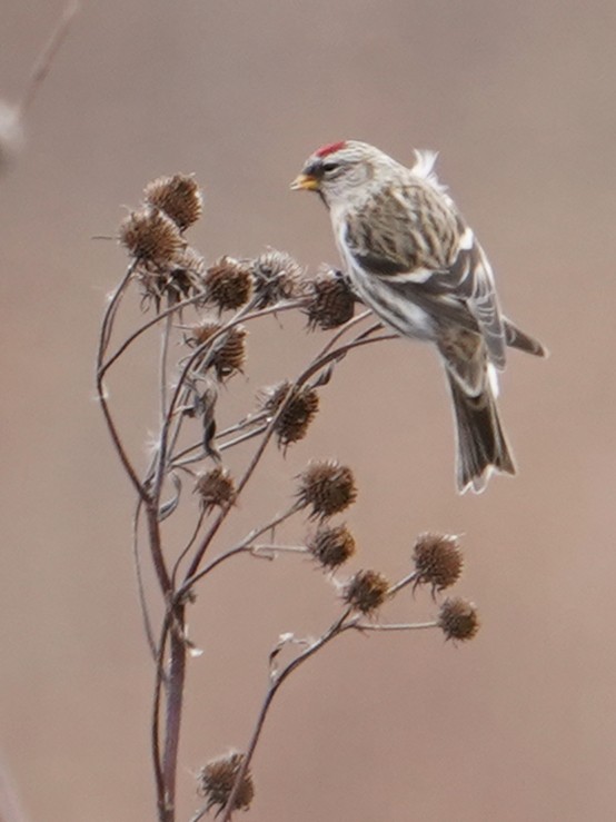 ベニヒワ（亜種 ベニヒワ flammea／rostrata/islandica）ベニヒワ（flammea グループ／亜種 イメベニヒワ） - ML387819081