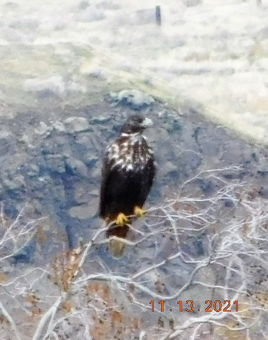 Red-tailed Hawk (Harlan's) - ML387819221