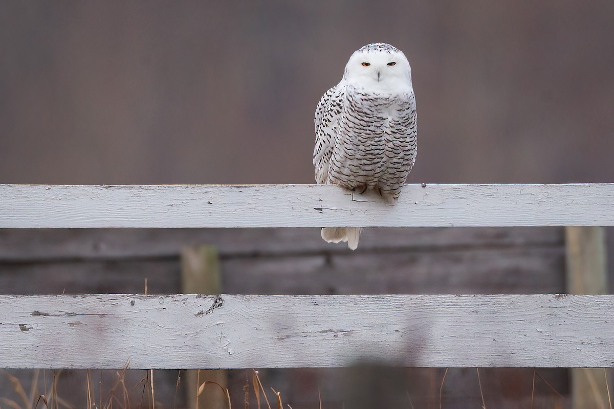 Snowy Owl - ML387819521