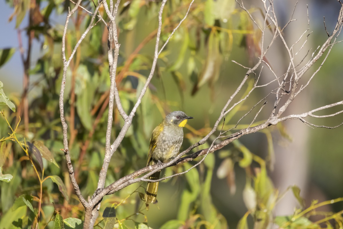 Yellow-throated Honeyeater - Pradeep Pandiyan