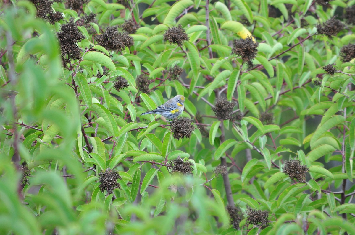 Yellow-rumped Warbler (Audubon's) - ML38782011