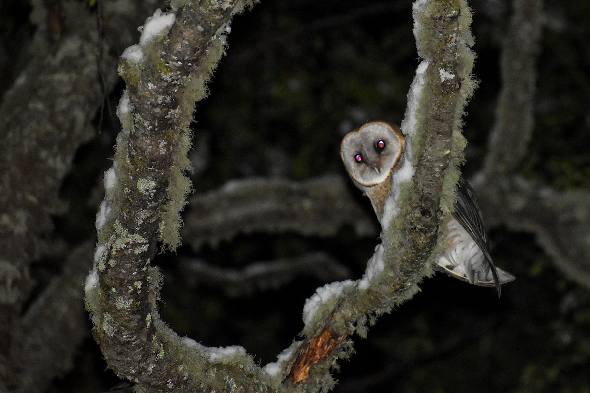 Barn Owl - ML387820191